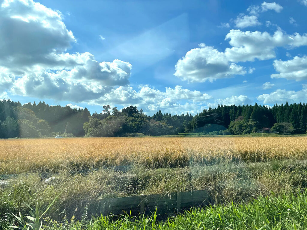 rice field on the way of Kanon